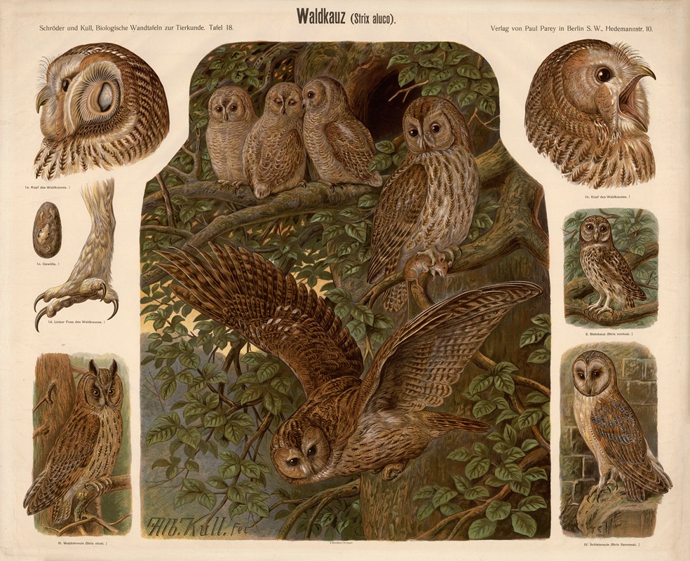 Tawny Owl by Albert Kull — digital art print download