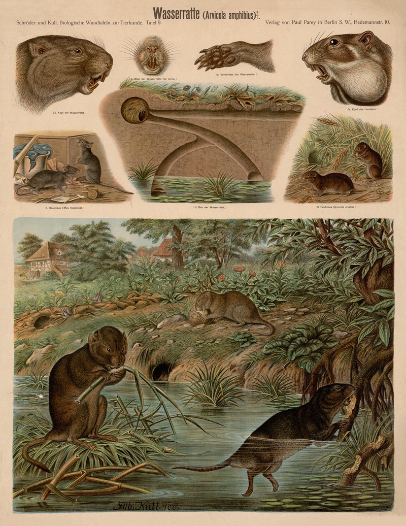 Water vole — Albert Kull