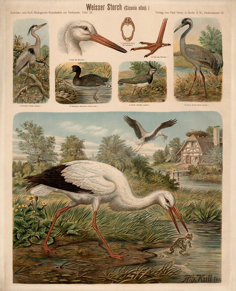 White Stork by Albert Kull — digital art print download