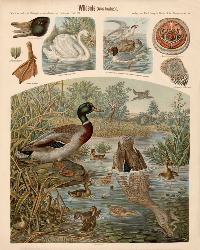 Wild duck by Albert Kull — digital art print download
