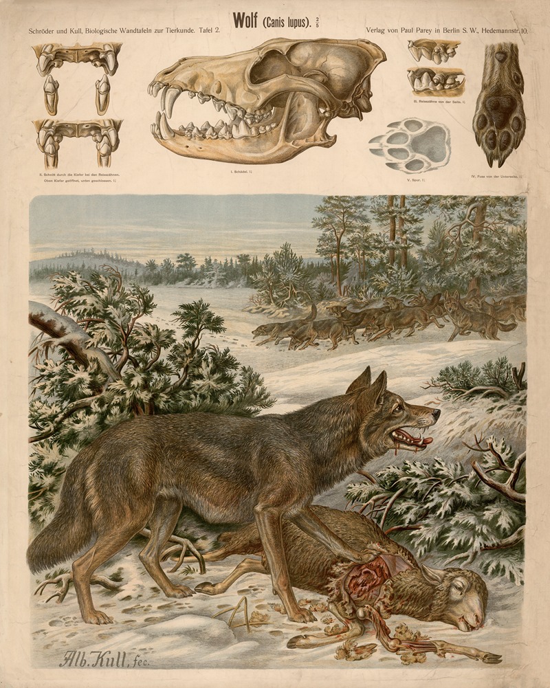 Wolf by Albert Kull — digital art print download