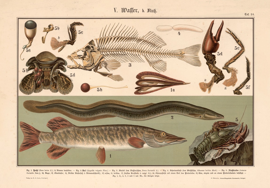 Pike, Eel, Skeleton of the perch, Crayfish by Adolph Rupp, 1911 — digital art print download