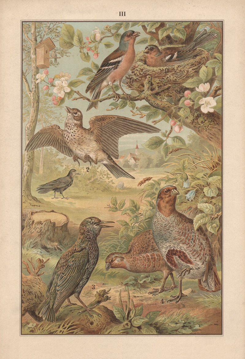 Chaffinch, lark, starling, and partridge — Albert Kull