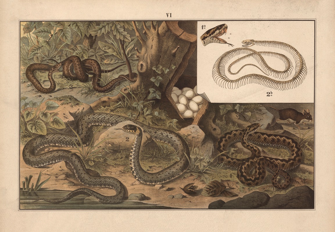 Snakes. by Albert Kull, 1911 — digital art print download