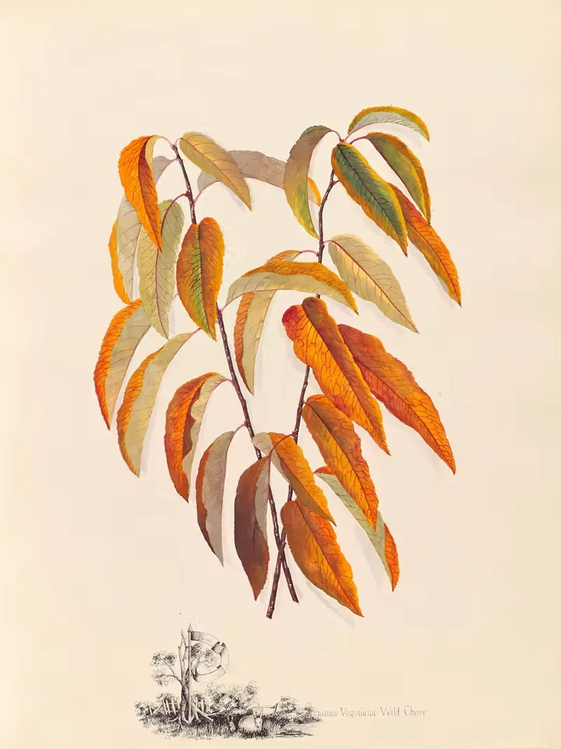 Prunus Virginiana. Wild Cherry by Ellen Robbins, 1870 — digital art print download