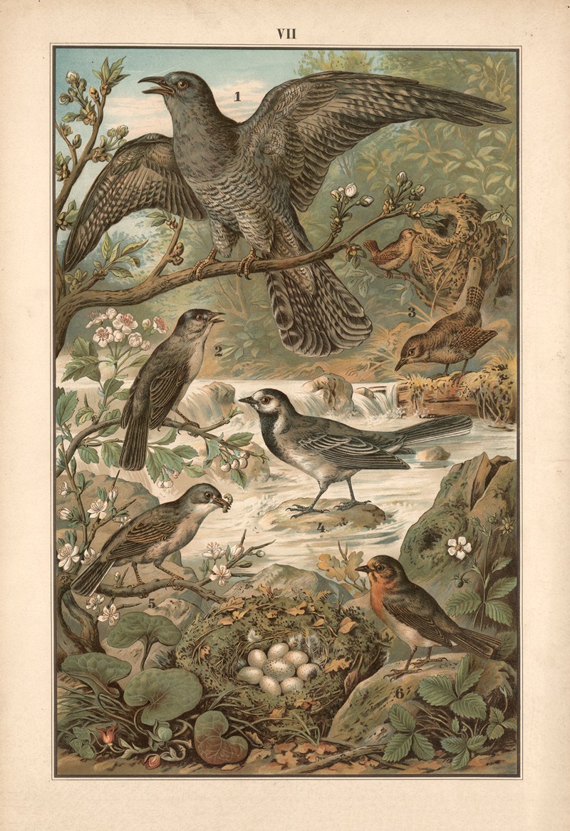 Cuckoo, wren, wagtail, grass wren and redstart — Albert Kull
