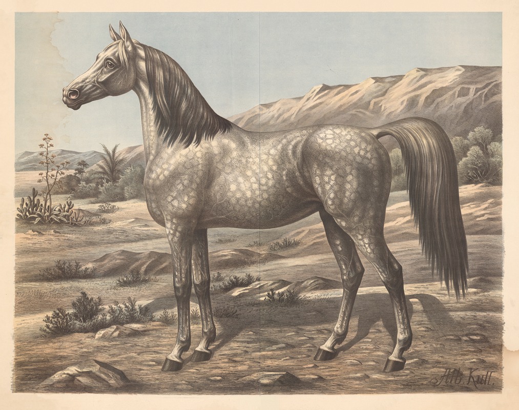 Horse (Arabian) by Albert Kull, 1900 — digital art print download