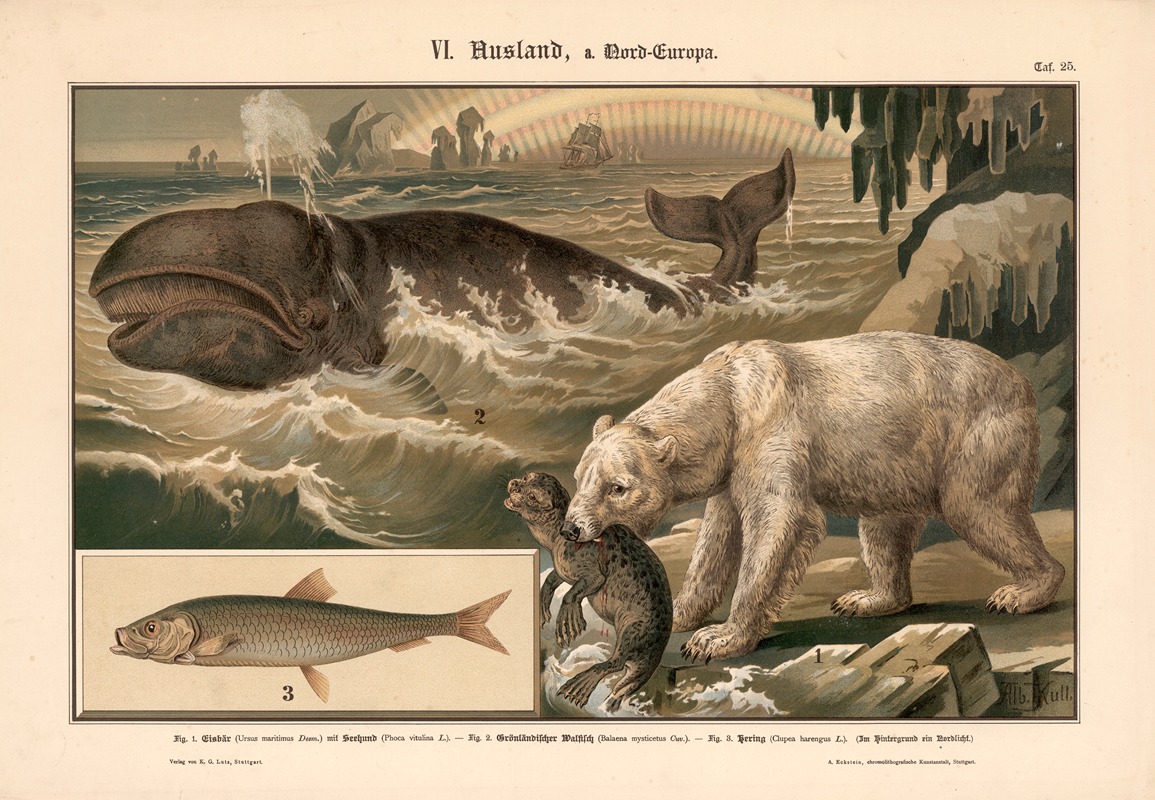 Polar bear, seal, whale, and herring. — Albert Kull