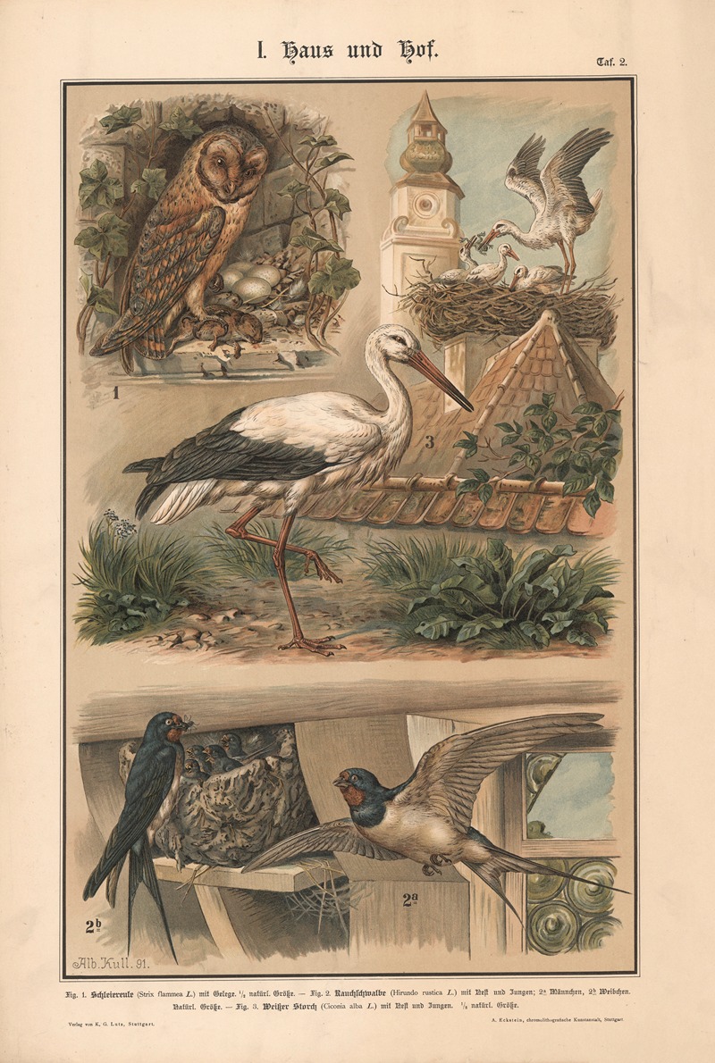 Barn owl, Barn swallow, White stork by Albert Kull, 1911 — digital art print download