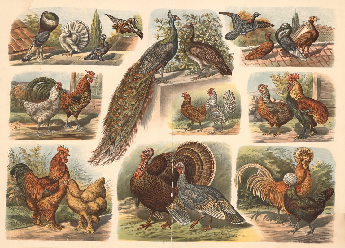 Chicken, pigeon, turkey by Albert Kull, 1900 — digital art print download