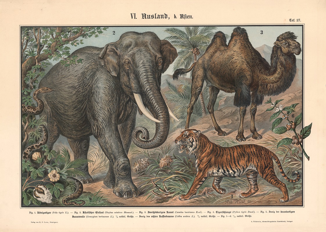 Elephant, tiger, camel, and snake by Albert Kull, 1911 — digital art print download