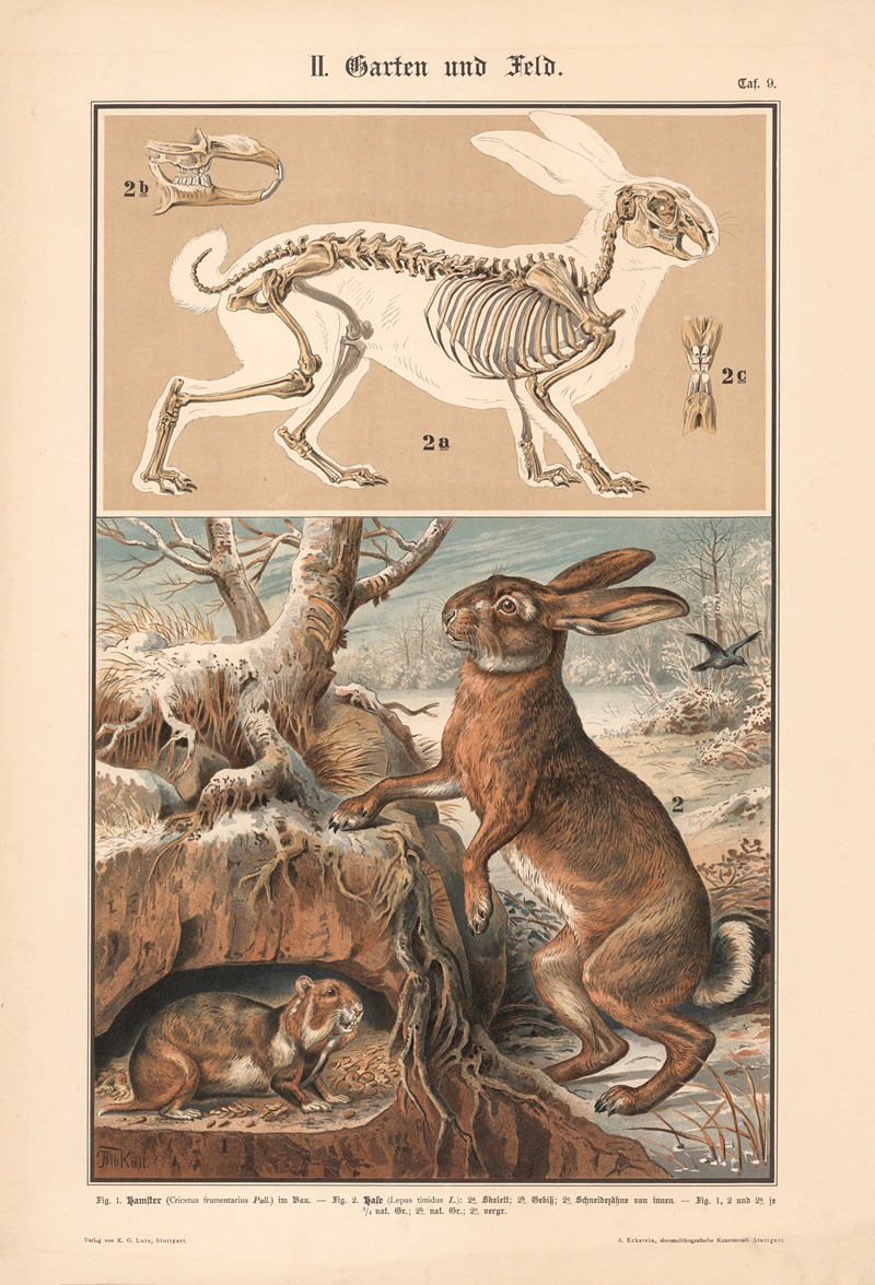 Hamster and hare by Albert Kull, 1911 — digital art print download