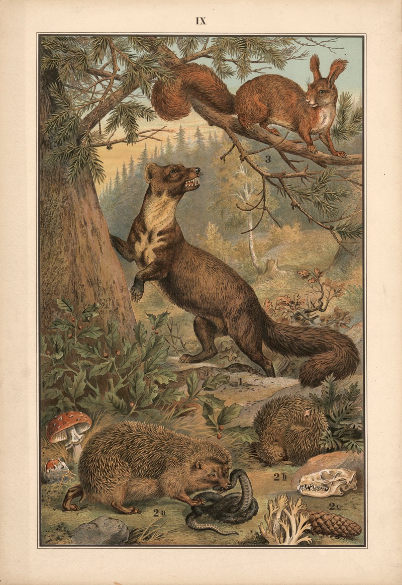 Marten, hedgehog, and squirrel by Albert Kull, 1911 — digital art print download