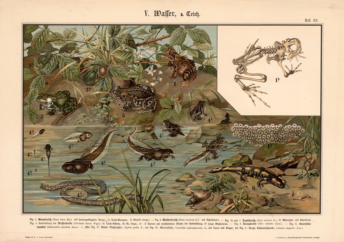 Grass, water and tree frogs, lizards, toads and salamanders by Albert Kull, 1911 — digital art print download