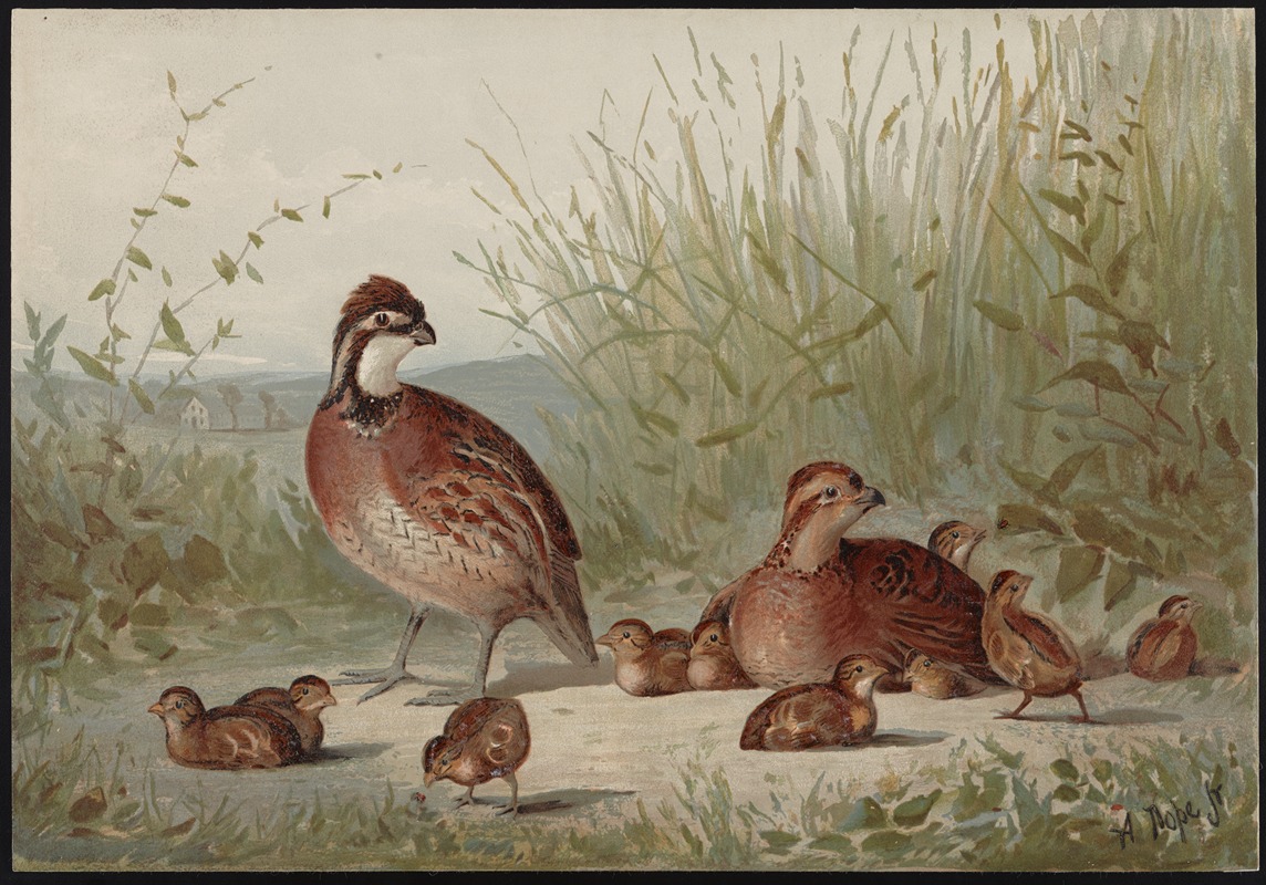 The American quail (Ortyx virginianus) — Alexander Pope Jr.