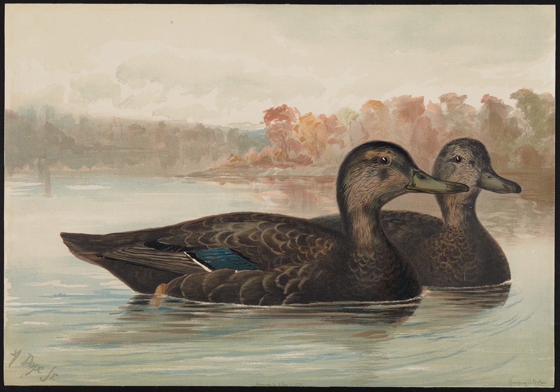 The black duck (Anas obscura) — Alexander Pope Jr.
