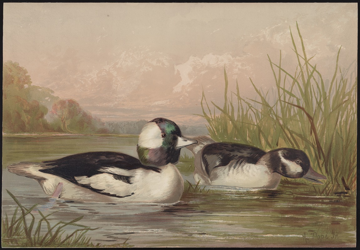 The buffle-headed duck (Bucephala alveola) by Alexander Pope Jr., 1878 — digital art print download