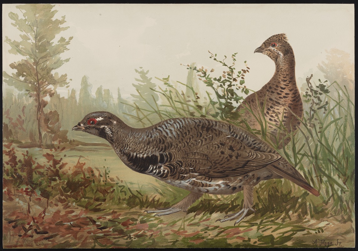 The Canada grouse (Tetrao canadensis) — Alexander Pope Jr.