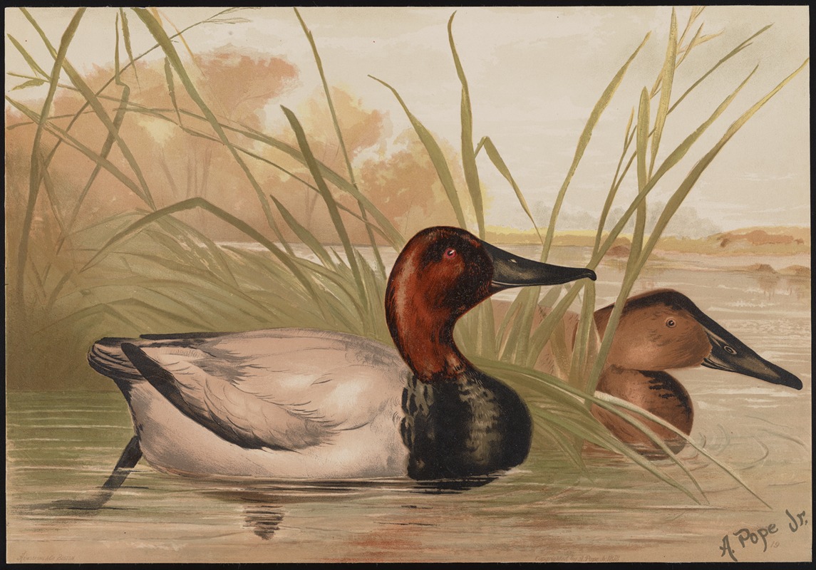 The canvas-back duck (Fuligula vallisneria) by Alexander Pope Jr., 1878 — digital art print download