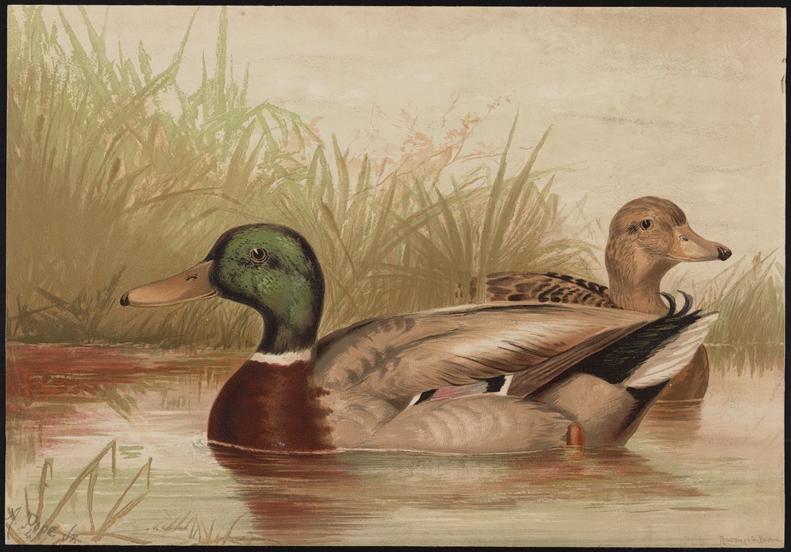 The mallard duck (Anas boschas) by Alexander Pope Jr., 1878 — digital art print download