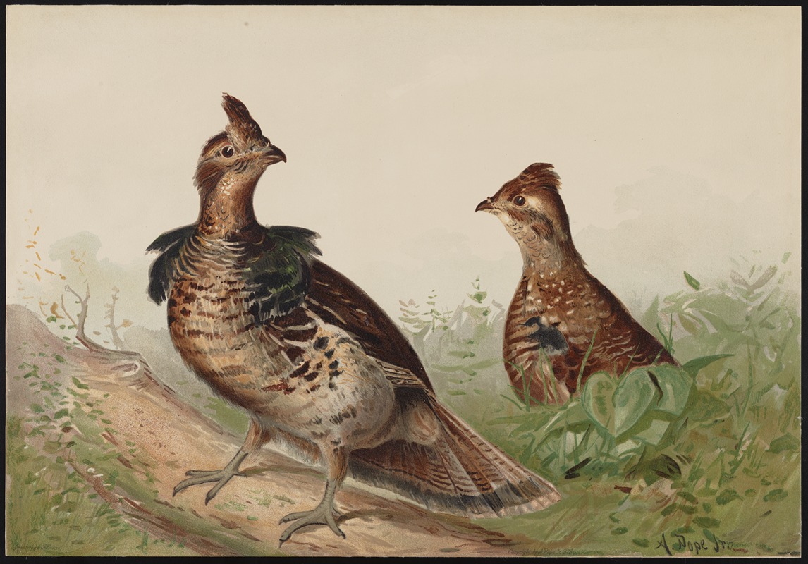 The ruffed grouse (Bonasas umbellus) — Alexander Pope Jr.