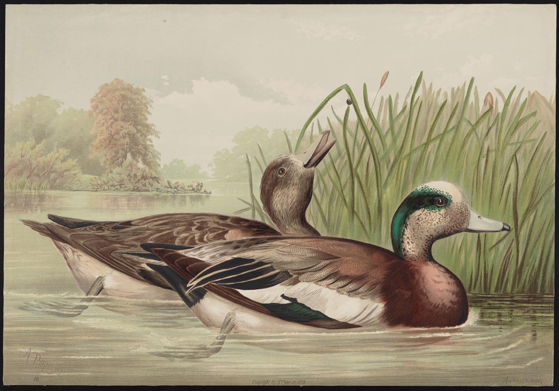 The widgeon (Mareca Americana) by Alexander Pope Jr., 1878 — digital art print download