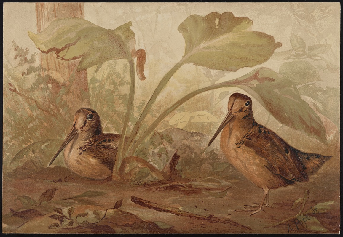 The woodcock (Philohela minor) — Alexander Pope Jr.