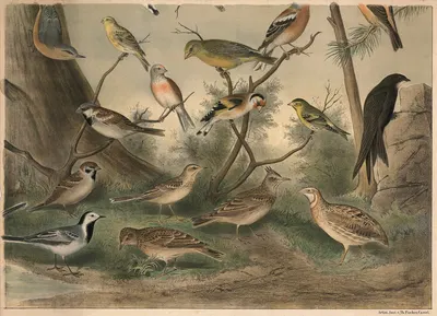 Small birds III by Christian Anton Goering, 1911 — digital art print download