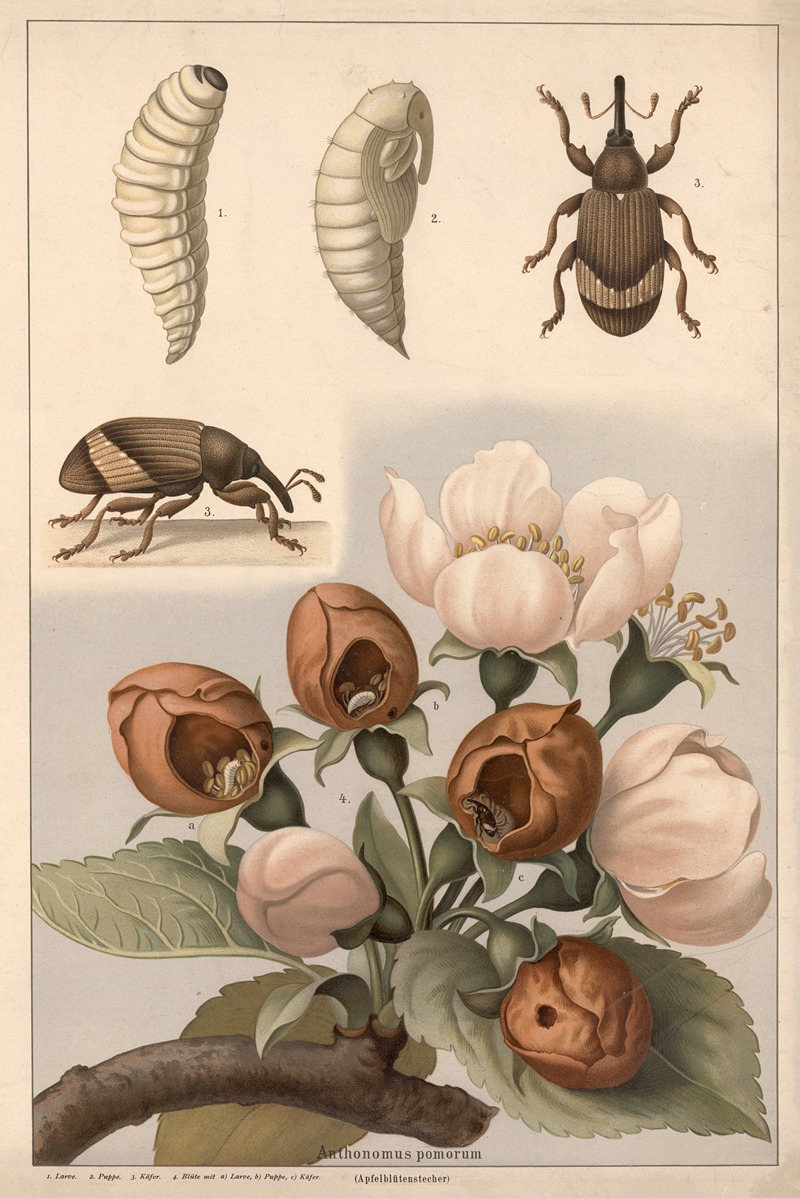Apple blossom weevil (Anthonomus pomorum) by F. E. Wachsmuth, 1890 — digital art print download