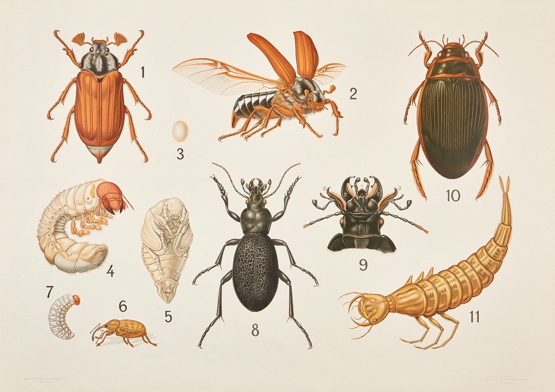 Beetles by Bengtsons litografiska, 1911 — digital art print download