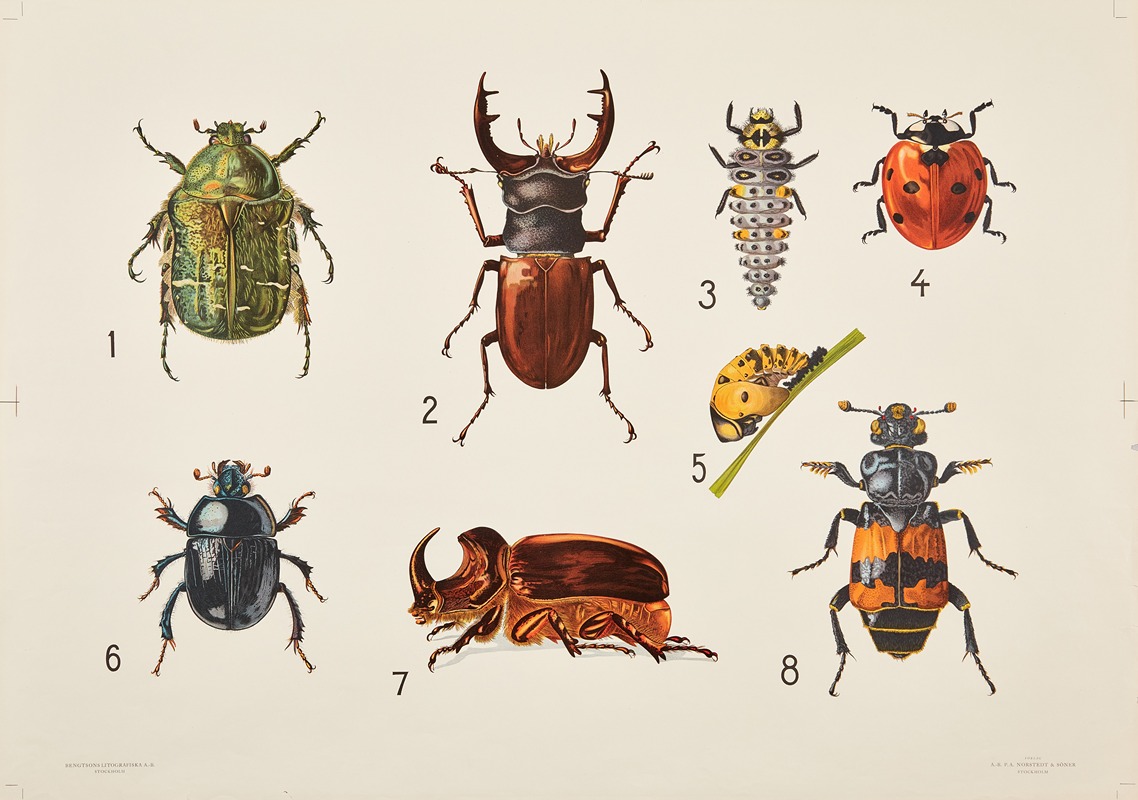 Beetles by Bengtsons litografiska, 1911 — digital art print download