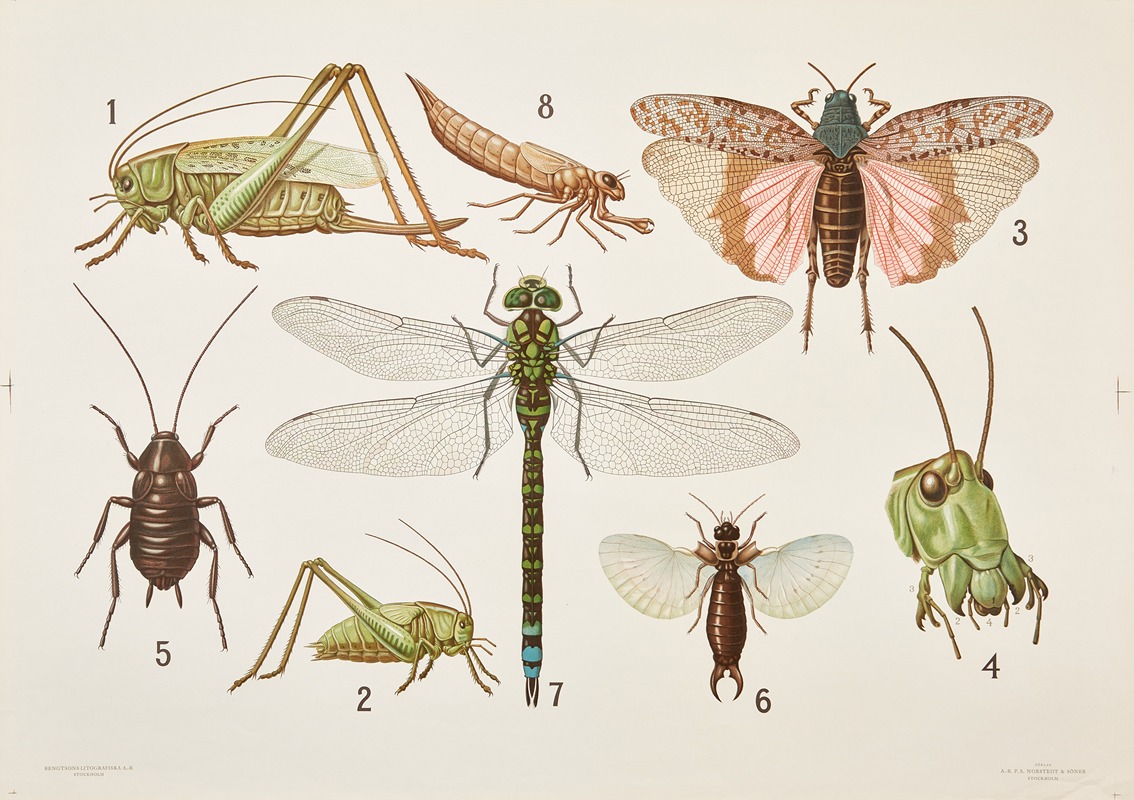 Orthoptera by Bengtsons litografiska, 1911 — digital art print download