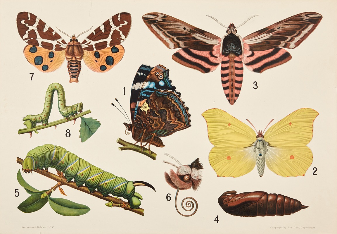 Butterflies by Bengtsons litografiska, 1911 — digital art print download