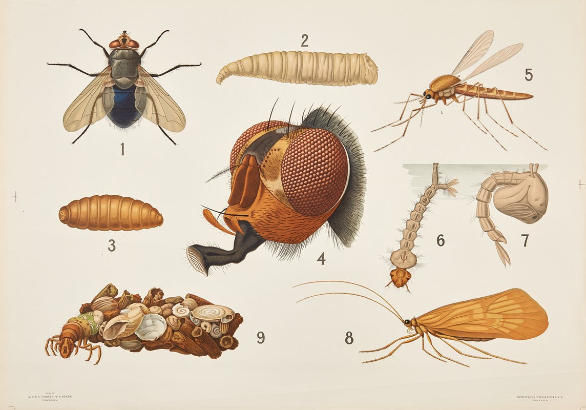 Diptera and spring flies by Bengtsons litografiska, 1911 — digital art print download