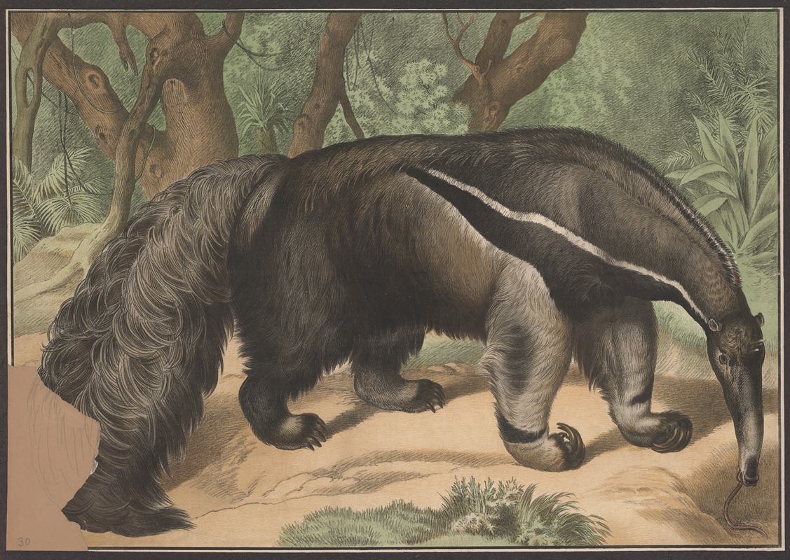 Ant eater by C.C. Майнхольд и сыновья, 1884 — digital art print download