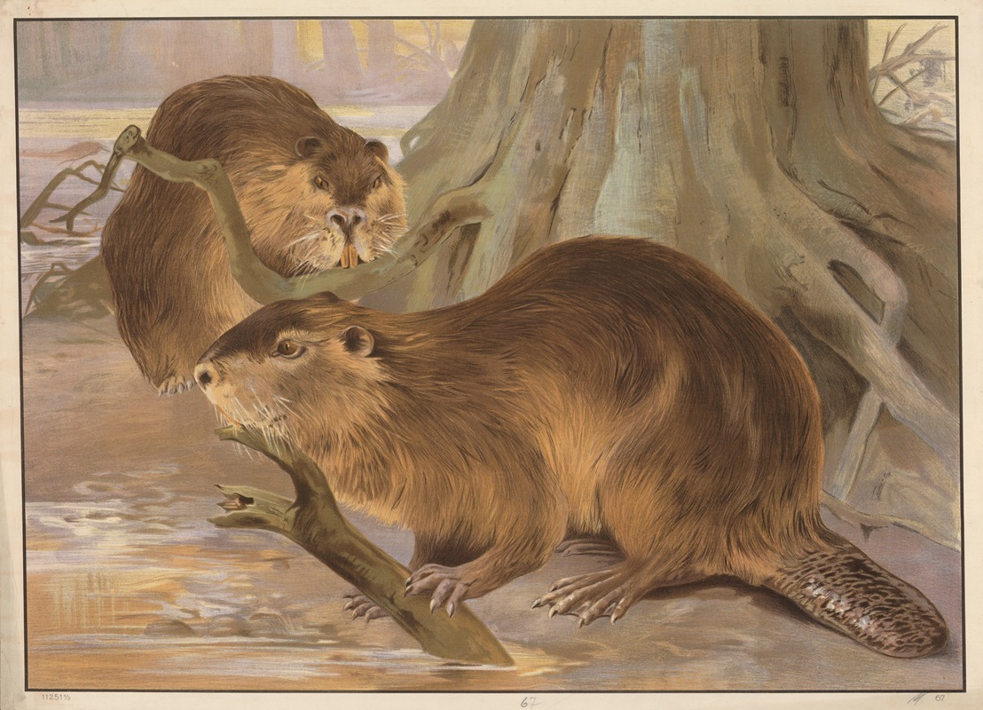 Beaver by C.C. Майнхольд и сыновья, 1913 — digital art print download