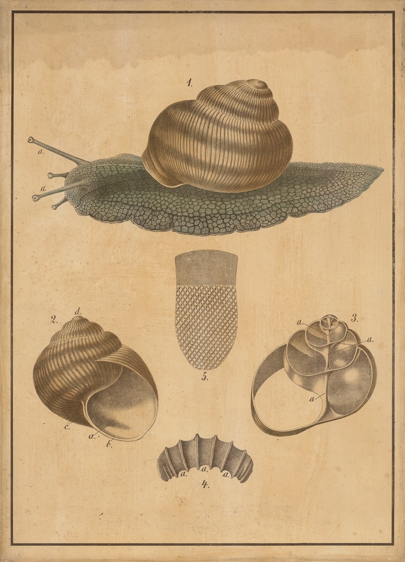 Burgundy snail by C.C. Meinhold & Söhne, 1895 — digital art print download