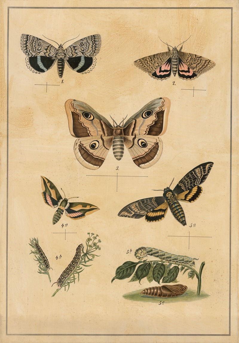 Butterflies by C.C. Майнхольд и сыновья, 1895 — digital art print download