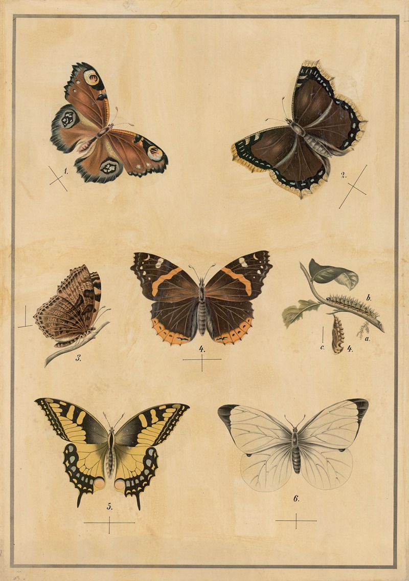 Butterflies by C.C. Майнхольд и сыновья, 1895 — digital art print download