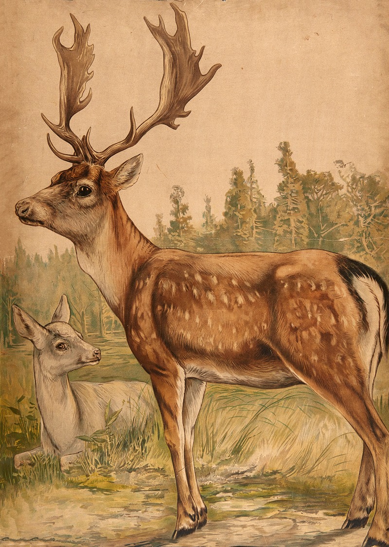 Deer by C.C. Майнхольд и сыновья, 1913 — digital art print download