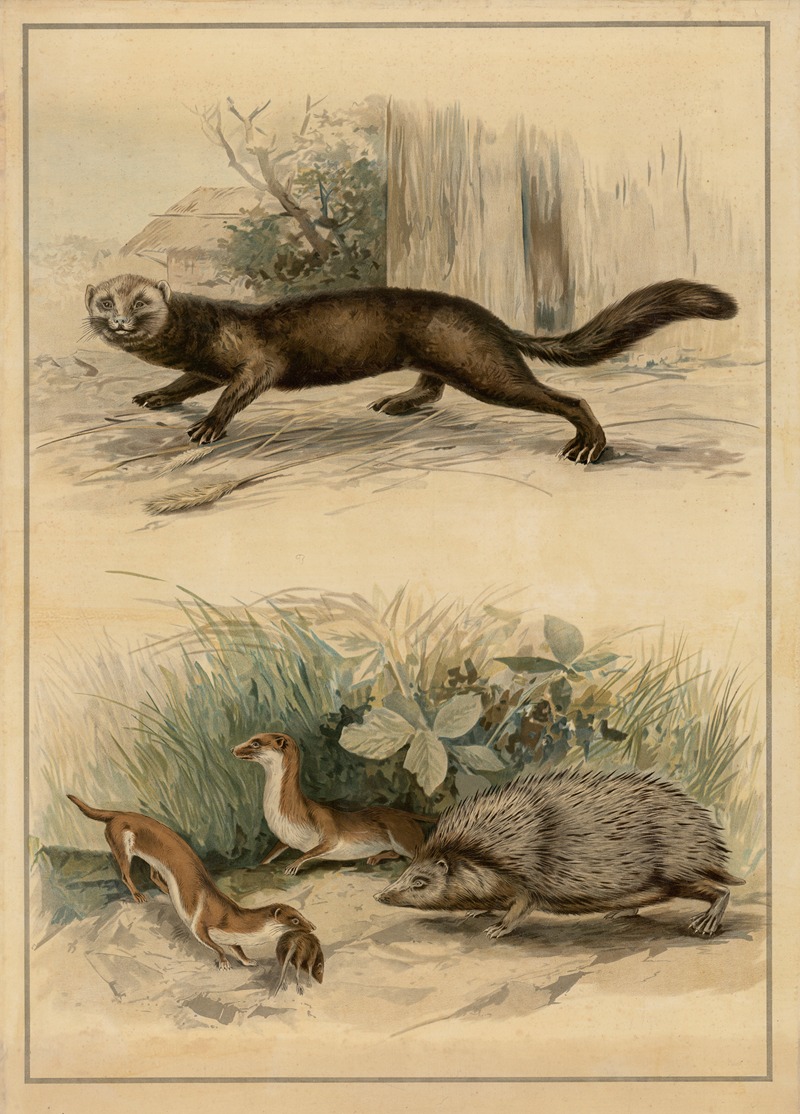 Ferret, weasel, and hedgehog by C.C. Майнхольд и сыновья, 1895 — digital art print download