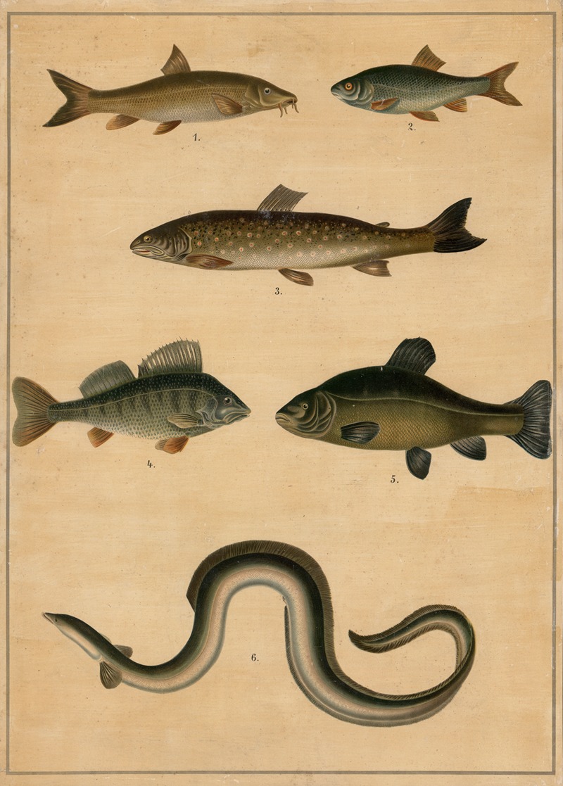 Freshwater fish by C.C. Meinhold & Söhne, 1895 — digital art print download