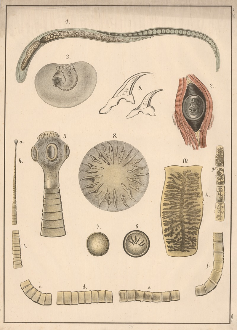 Trichinella, tapeworm and hookworm by C.C. Майнхольд и сыновья, 1913 — digital art print download