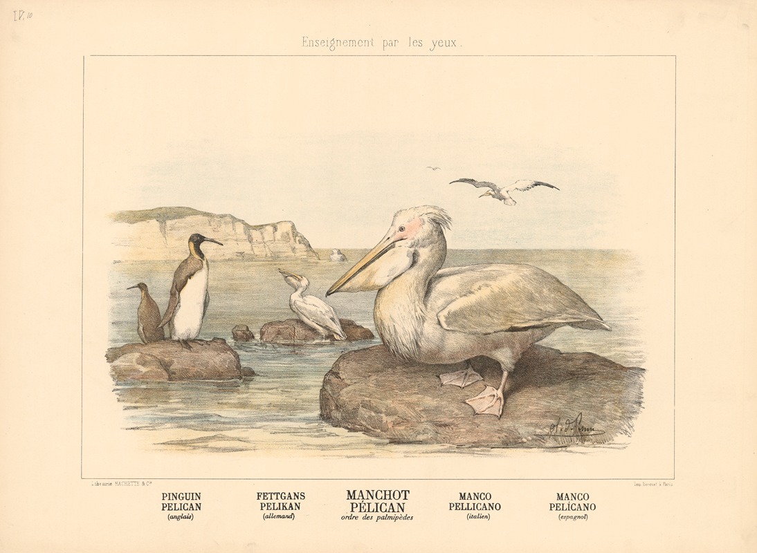 Penguin, Pelican by Шарль-Оливье де Пенн, 1890 — digital art print download