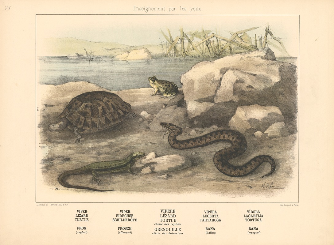 Viper, Lizard, Turtle, Frog by Шарль-Оливье де Пенн, 1890 — digital art print download