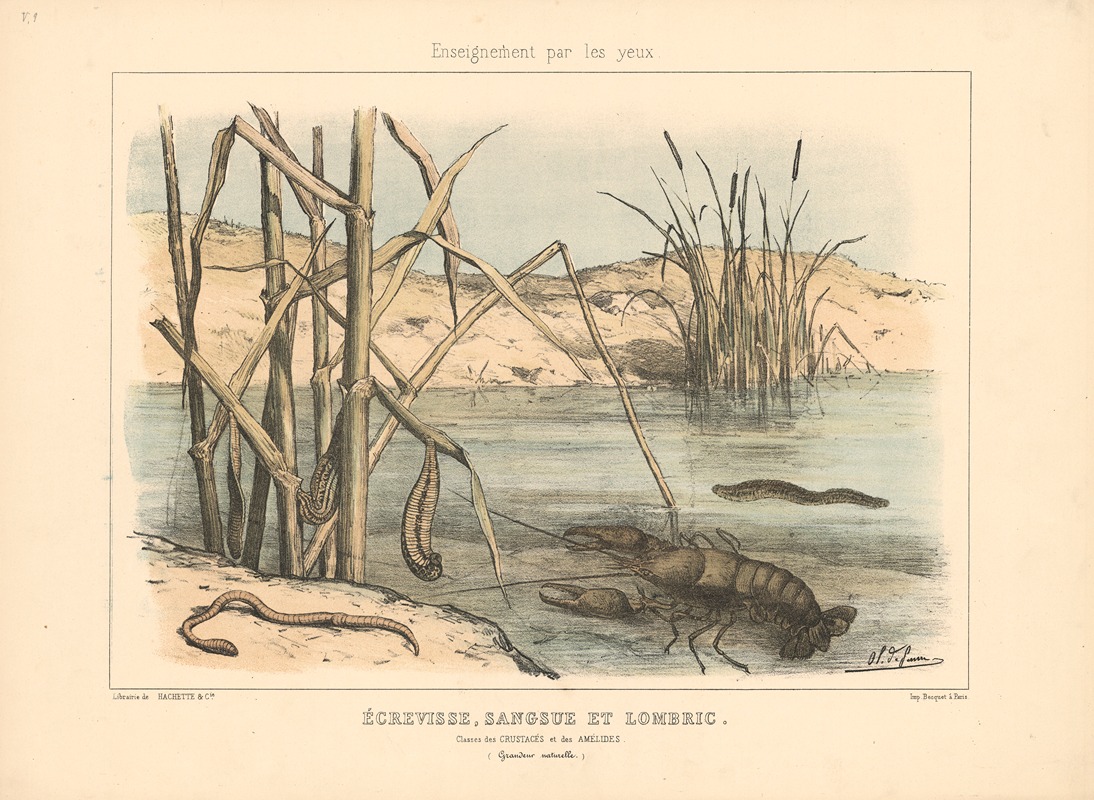 Crayfish, leeches, and earthworms. by Шарль-Оливье де Пенн, 1890 — digital art print download