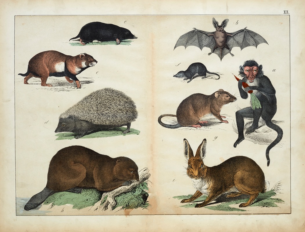 Mammals by Д. Энглерт, 1867 — digital art print download