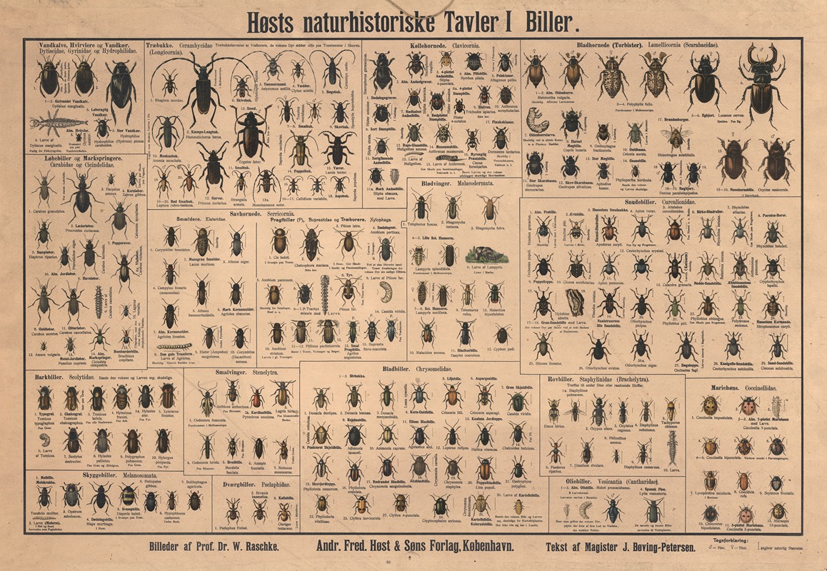 Beetles by Dr. W. Raschke, 1909 — digital art print download