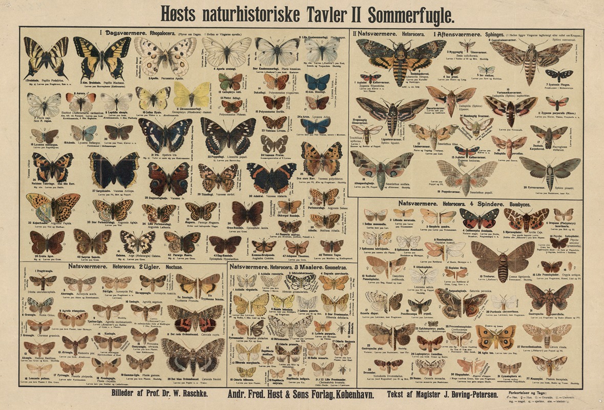 Butterflies by Dr. W. Raschke, 1909 — digital art print download