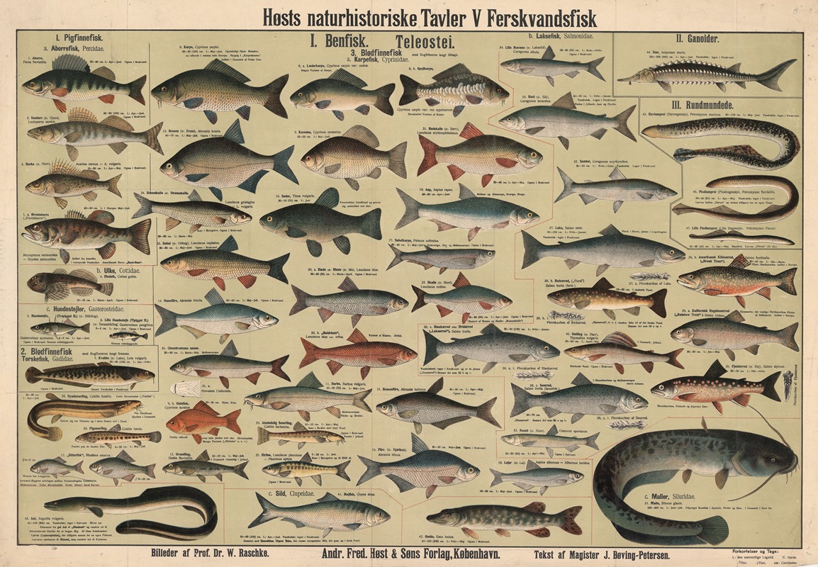 Freshwater fish by Dr. W. Raschke, 1909 — digital art print download